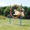 Trixie agility ring hinder