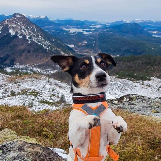 non-stop rock collar