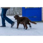 Potesokker Hundesokker Snøsokker 4 pack