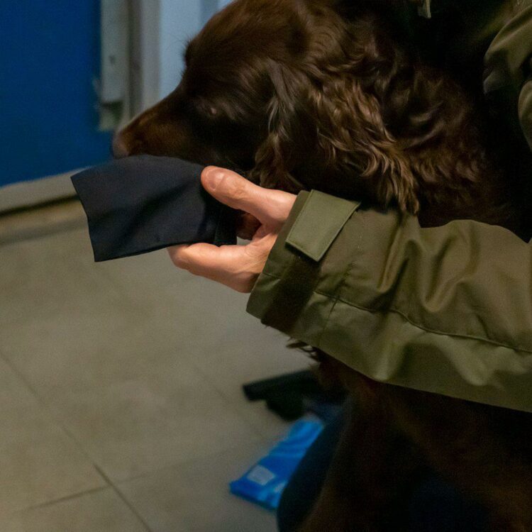 Potesokker Hundesokker Snøsokker 4 pack