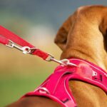 Curli Belka Harness Hundesele Refleks