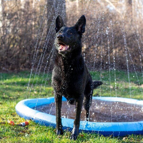 Fontenematte Dog Splash pool blå