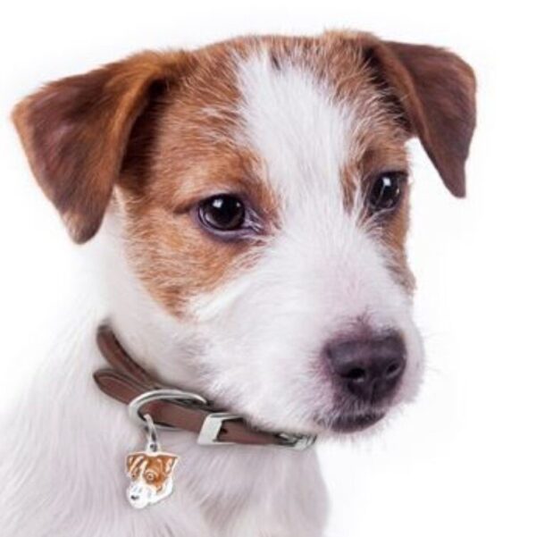 Myfamily Jack Russell terrier