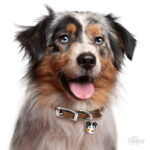 Myfamily Australian shepherd IDtag