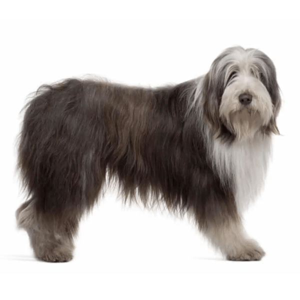 Myfamily Bearded collie