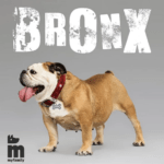 Myfamily Bronx bein