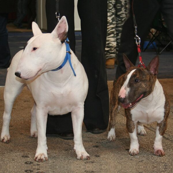 Myfamily Bull terrier IDtag