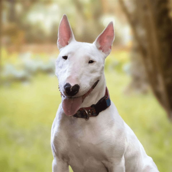 Myfamily Bull terrier IDtag