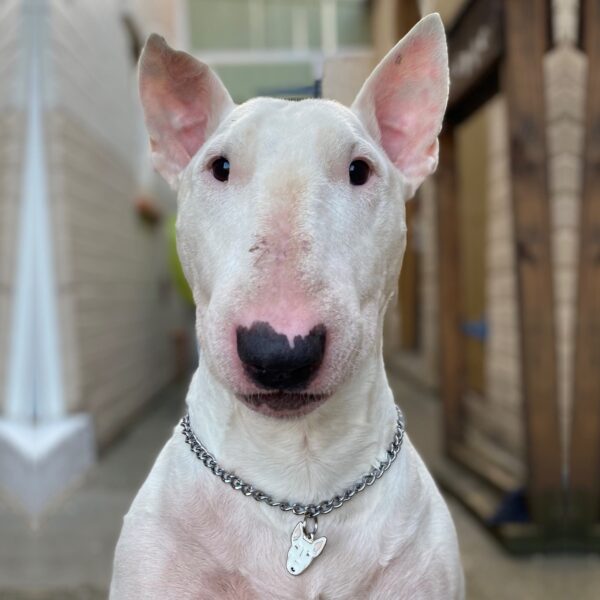 Myfamily Bull terrier IDtag