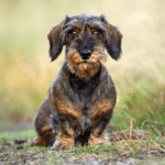 Myfamily Dachshund