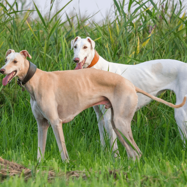 Myfamily Greyhound IDtag