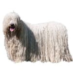 Myfamily Komondor IDtag