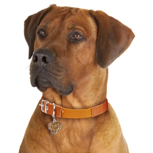 Myfamily Rhodesian ridgeback