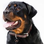 Myfamily Rottweiler IDtag