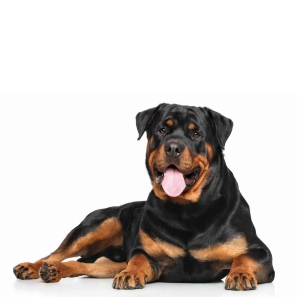 Myfamily Rottweiler IDtag