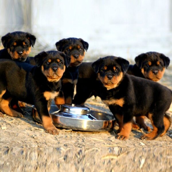 Myfamily Rottweiler IDtag