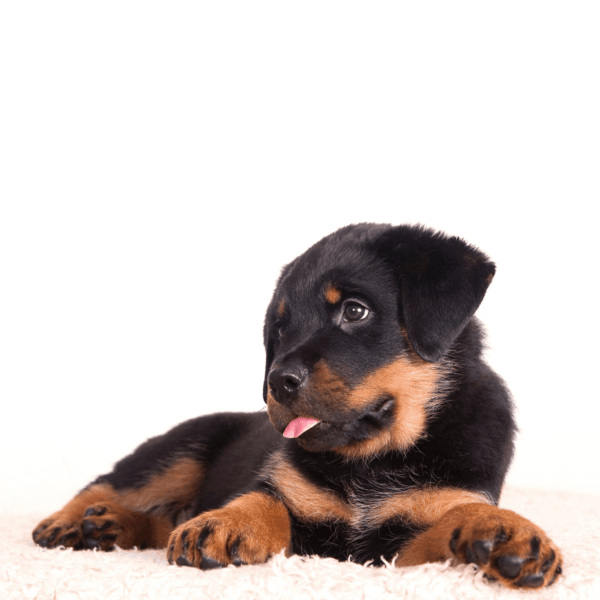 Myfamily Rottweiler IDtag